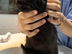 -御宝贝·A梦猫科宠物医院(国际猫友好医院)