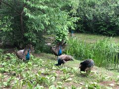 -沈阳鸟岛