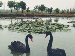 -池杉湖湿地公园