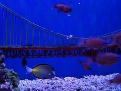 -太平洋海底世界