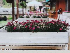 景观位-Local泰莲庭(虹鳟鱼店)