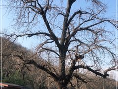 -千年银杏谷文化旅游区