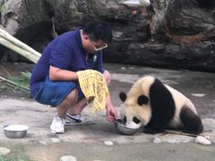 -都江堰中华大熊猫苑