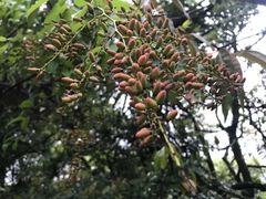 -梧桐山风景名胜区