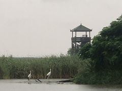 -盐城丹顶鹤湿地生态旅游区