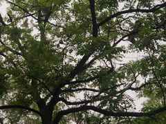 -北京上方山国家森林公园