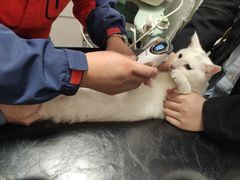 -伟伟宠物医院·瑞派猫友好医院·猫科(光谷店)