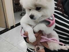 -安安宠医宠物医院·异宠·犬猫内科(岳阳分院)