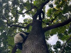 -绵阳人民公园(涪城区)