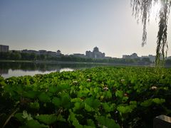 -莲花池公园