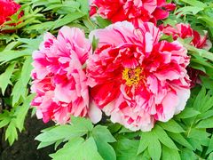 -莲花池公园