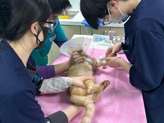 -北京观赏动物医院·24小时大型综合·猫专科·异宠专科