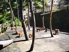 -洛阳花果山景区