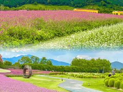 -径山花海
