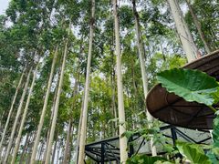 -桉树林A coffee 森林餐厅(三圣乡店)