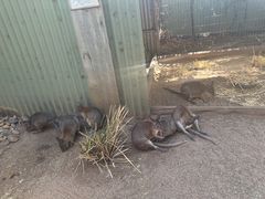 -费瑟代尔野生动物园