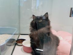 -babydoll猫舍·米努特·德文·缅因(久光中心店)