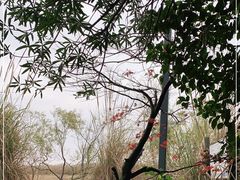 -上海吴淞炮台湾国家湿地公园