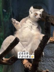 -Zoolung Zoolung动物主题公园(海信广场店)