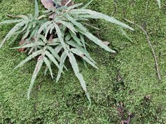 -马王堆汉墓遗址