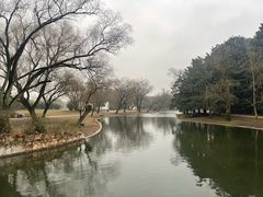 -上海共青森林公园