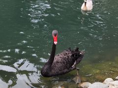 -新疆天山野生动物园