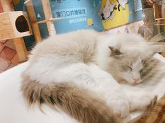 -猫冇咖·家门口的撸猫馆(大融城店)