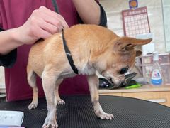 -美联众合动物医院·24h京西诊疗中心