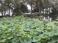 -浙江西子宾馆·瑶园咖啡厅