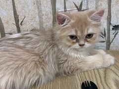 -楼上猫咖(罗湖店)