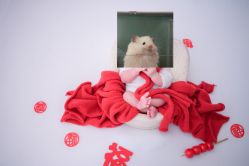 -玛瑞莎专业孕妇摄影(越秀店)