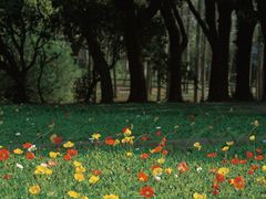 -上海共青森林公园