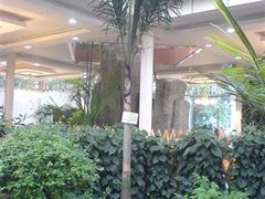 狐尾椰子-绿色时代大酒店