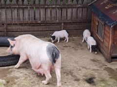 -清河半岛温泉度假酒店