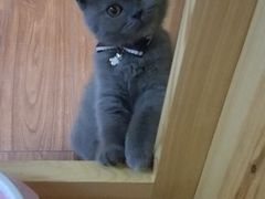 -猫大福·Fortune Cat猫舍(百子湾店)