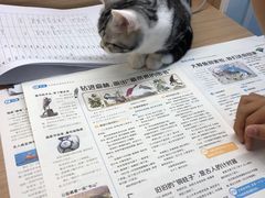 -lincat·猫舍(广州店)