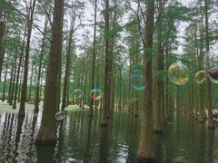 -渌洋湖湿地公园