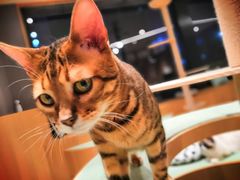 -CAT’S MEWSTAR CAFE·喵星球猫屋(晴湾咖啡店)