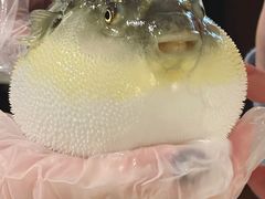 -肆月河豚·新淮扬(金融街店)