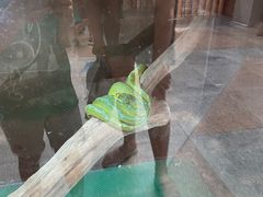 -上海大自然野生昆虫馆(东方明珠·爬宠昆虫探索中心)