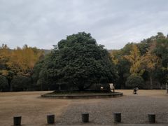 -灵谷景区