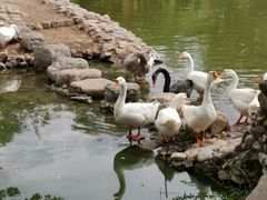 -静之湖湖畔餐厅