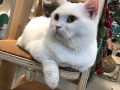 -飞行喵MR PILOT|猫舍·猫咖(静安大融城店)