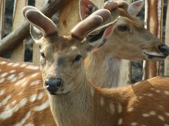 -五营红松林海景区