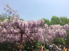 -嘉定紫藤园