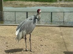 -盐城丹顶鹤湿地生态旅游区