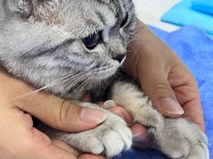 -pd派德宠物中心医院24H急重症·眼科中心·血液透析中心(嵩山北路店)