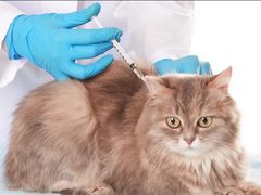-安安宠医宠物医院·异宠·犬猫内科(岳阳分院)