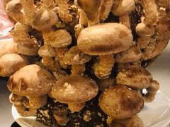 活体菌菇-捞王锅物料理(金城路店)