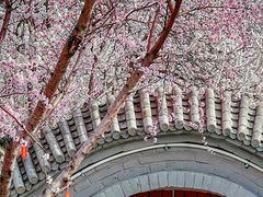 -桃花堤公园